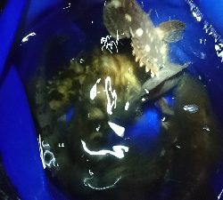 久しぶりのメバル♪