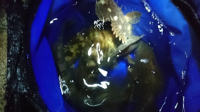 久しぶりのメバル♪