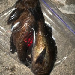 マッチョなメバル