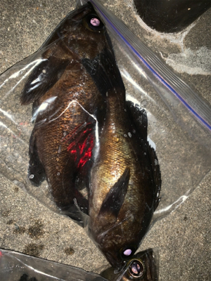 マッチョなメバル