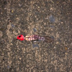 ランガンメバリング