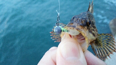 2019年4月4日釣行in箱崎ふ頭