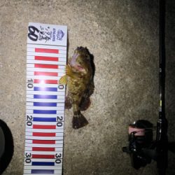 無風メバリング