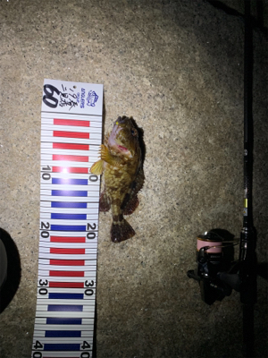 無風メバリング