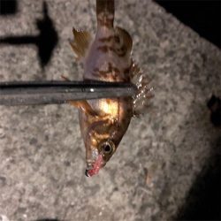 釣れてる聞いたからアジング