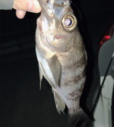 初めての生口島ライトゲーム