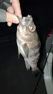 初めての生口島ライトゲーム