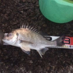 南紀遠征、3度目の正直!