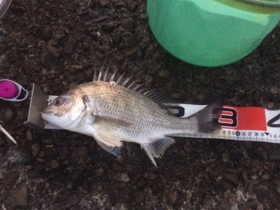 南紀遠征、3度目の正直!