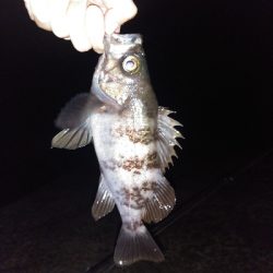 【須磨海岸】メバル祭り！陸っぱりメバリングで良型撮れます！