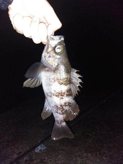 【須磨海岸】メバル祭り！陸っぱりメバリングで良型撮れます！