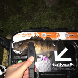 アジを求めて⑦