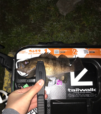 アジを求めて⑦