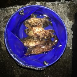 潮が動かなきゃどないもなりません