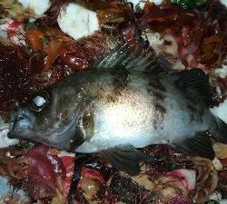 ナイトメバリング