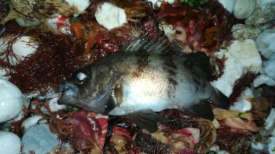 ナイトメバリング