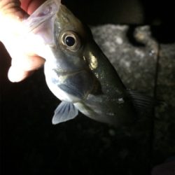 泉南サーフゲーム