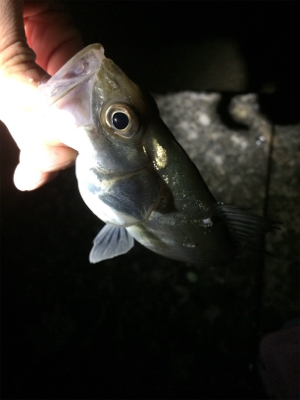 泉南サーフゲーム