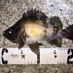 メバリング好調