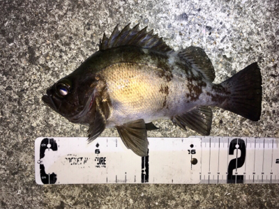 メバリング好調