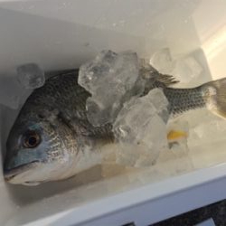 今シーズン初釣果