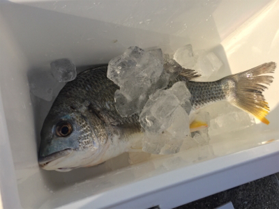 今シーズン初釣果