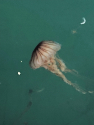 親父たちの釣行‼️