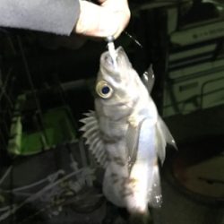 生口島ライトゲーム②