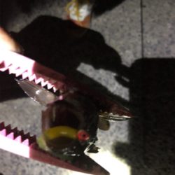 夫婦メバリング