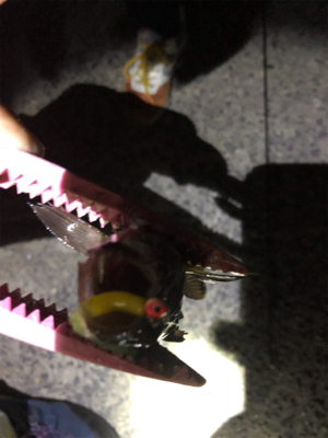 夫婦メバリング