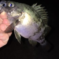 春本番のメバリング