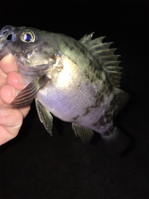 春本番のメバリング