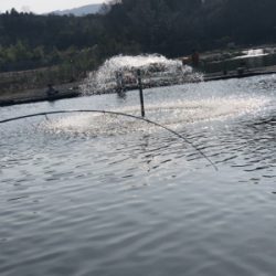 エリアトラウト