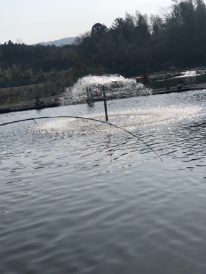 エリアトラウト