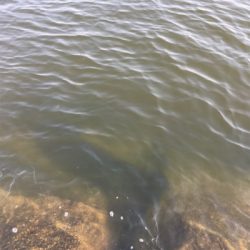 淀川ブリームゲーム もうすぐ春かな？