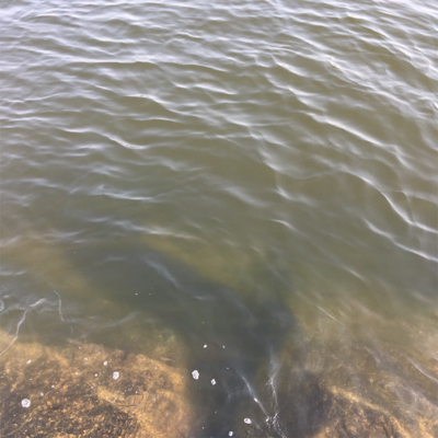 淀川ブリームゲーム もうすぐ春かな？