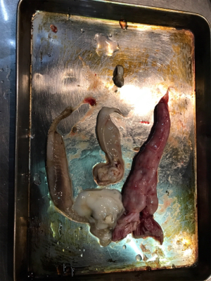 今年初ジギング