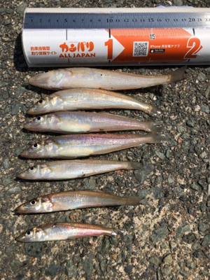 キスの投げ釣り