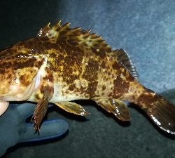 夕まずめメバリング