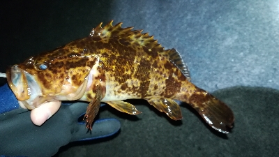 夕まずめメバリング