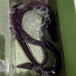 クロアナゴ大漁！笑