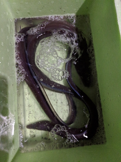 クロアナゴ大漁！笑