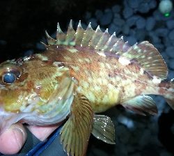 ナイトメバリング