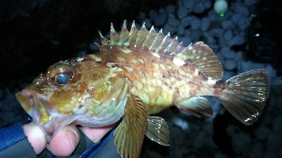 ナイトメバリング