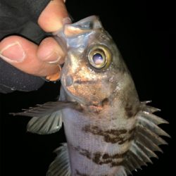 ショートバイト？