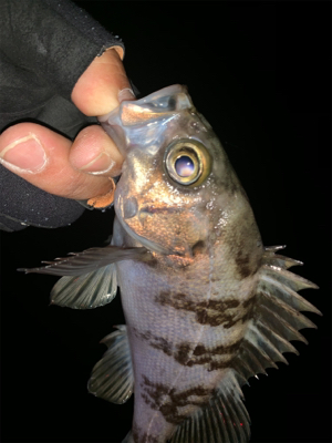 ショートバイト？