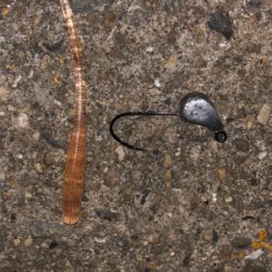 サバ祭り チョイとチーバス