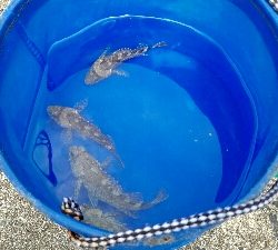 2019年4月13日釣行in鷹島