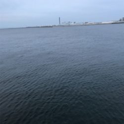 サバ釣れてますよ！