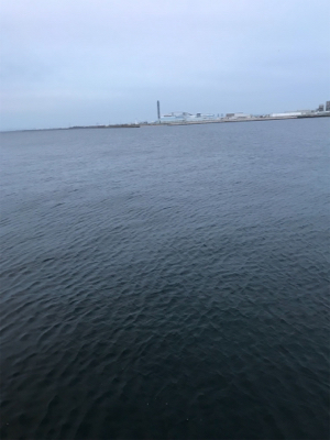 サバ釣れてますよ！